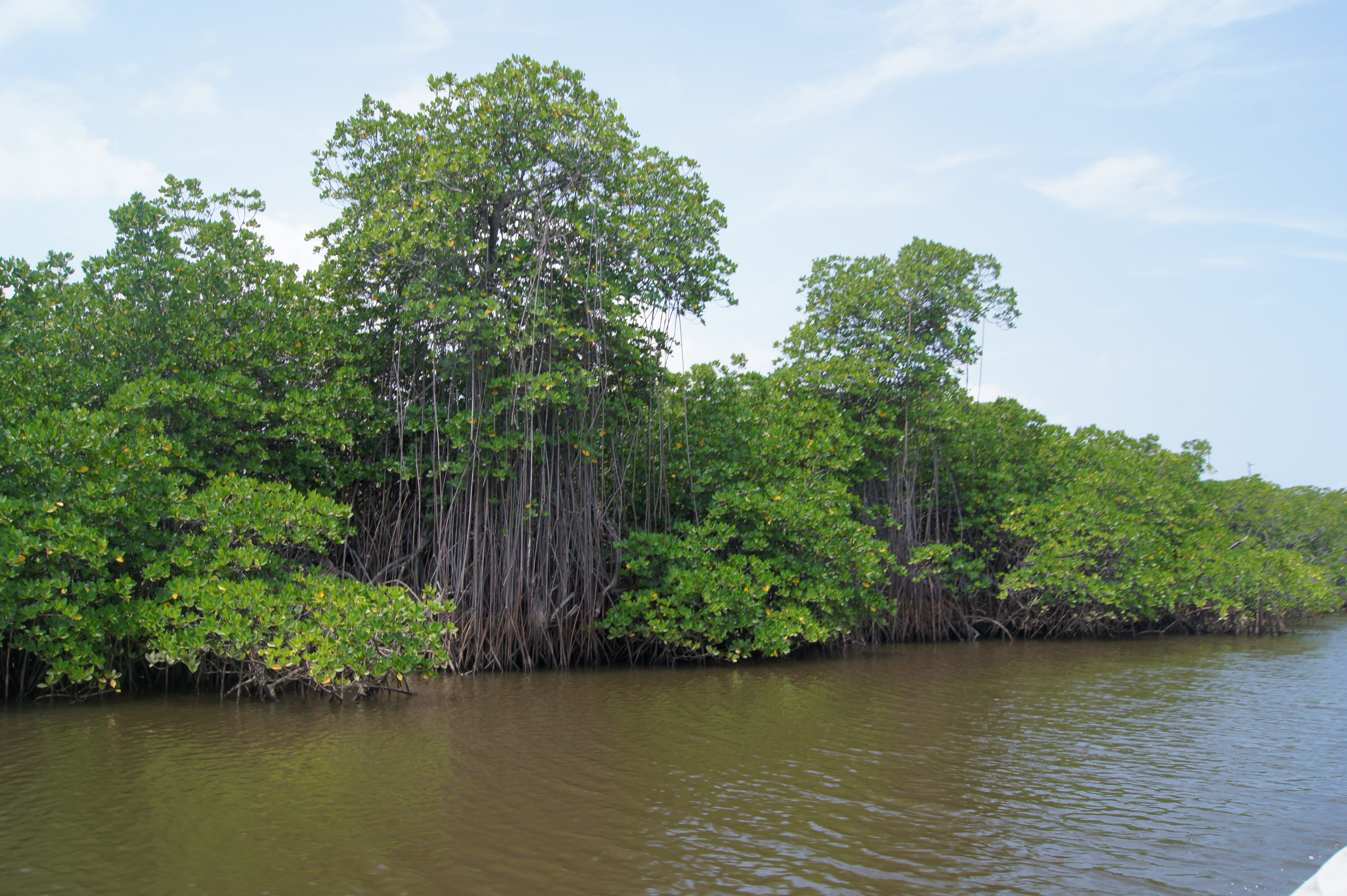 mANGROVE EN BONNE SANT2