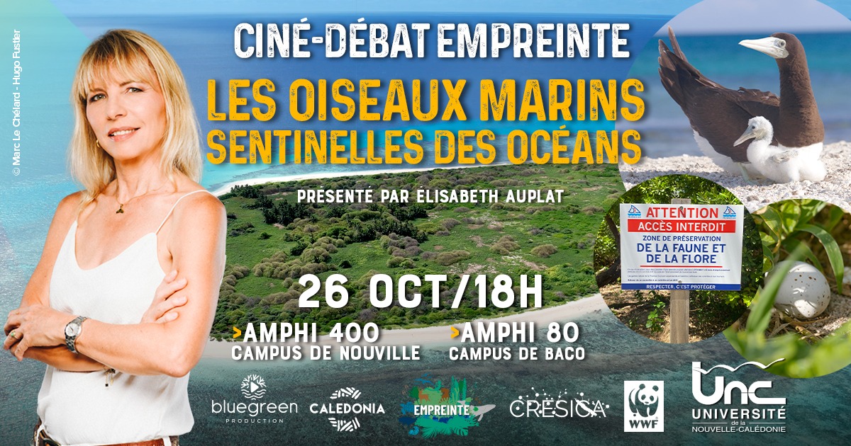 Affiche oiseaux marins