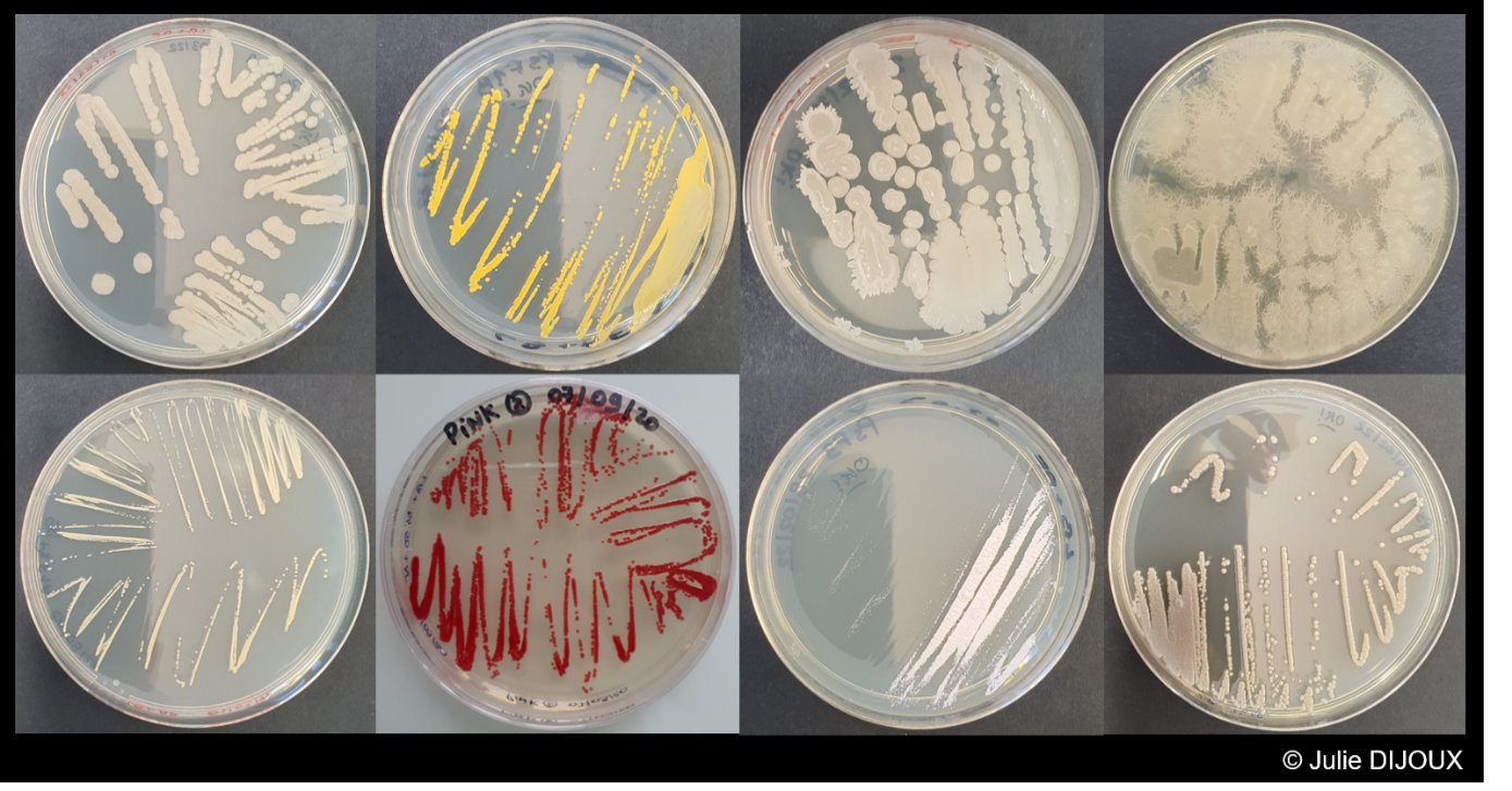 Figure 1 – Exemple de microorganismes bactériens isolés à partir d’espèces métallophytes néo-calédoniennes.
