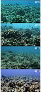© Mohsen Kayal-Yannick Chancerelle Évolution du récif de Moorea, tour à tour attaqué et décimé par les Acanthaster planci entre 2006 et 2009, labouré par le cyclone Oli en 2010, puis progressivement recolonisé par les coraux.