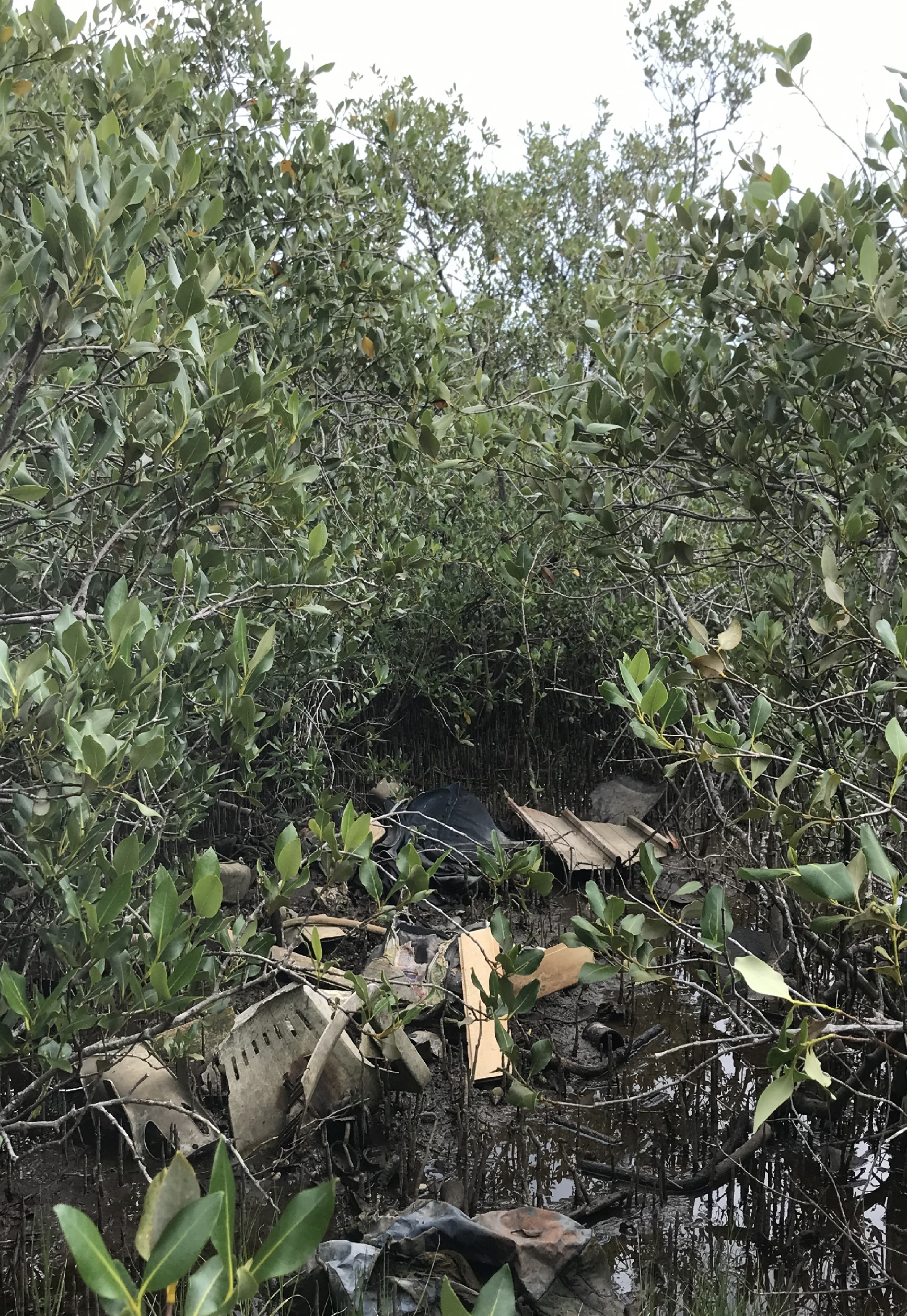Pollution dans la mangrove à côté du Médipôle - Sarah Robin