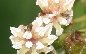 amborella-trichopoda-2©G-Gateble-IAC