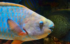 Poisson du lagon