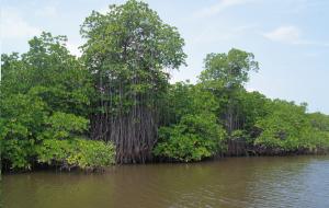 Mangrove en bonne santé - Cyril Marchand