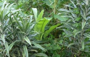   Cordylines, Païta, février 2022  © IRD - Catherine Sabinot