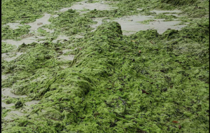 Photos algues Déva