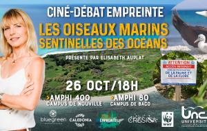 Affiche oiseaux marins
